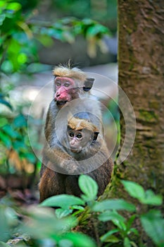 Little wilde green monkeys or guenons characterize the landscape of the rainforests photo