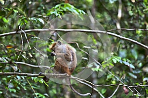 Little wilde green monkeys or guenons characterize the landscape of the rainforests photo