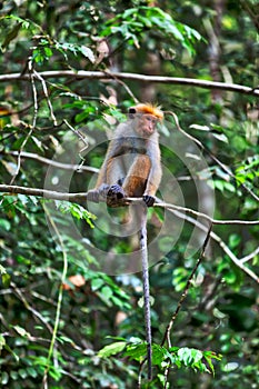 Little wilde green monkeys or guenons characterize the landscape of the rainforests photo