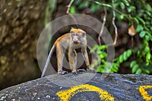 Little wilde green monkeys or guenons characterize the landscape of the rainforests photo