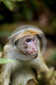 Little wilde green monkeys or guenons characterize the landscape of the rainforests photo