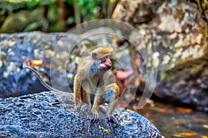 Little wilde green monkeys or guenons characterize the landscape of the rainforests