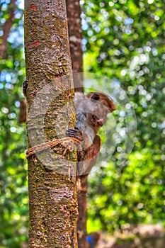 Little wilde green monkeys or guenons characterize the landscape of the rainforests photo