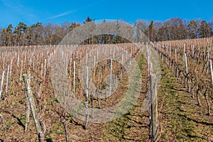 Little wineyard with rows of grapevines and the forest