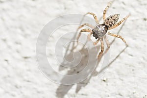 Little Wolf spider on a wall