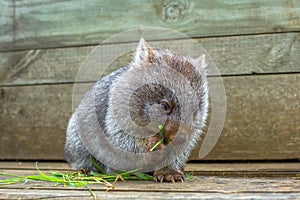 Little Wombat eating