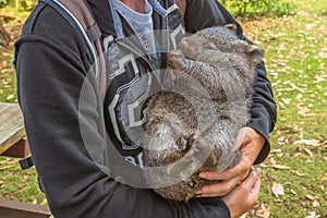 Little Wombat sleeping