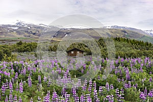 Little wood house in the middle of a  violet lupine flower field