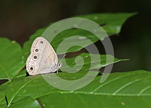 Little Wood Satyr photo