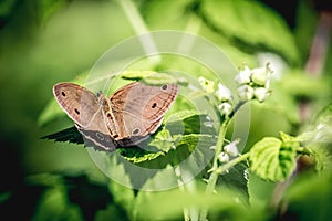 Little Wood Satyr Butterfly (Megisto cymbal)