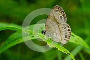 Little Wood Satyr - Megisto cymela