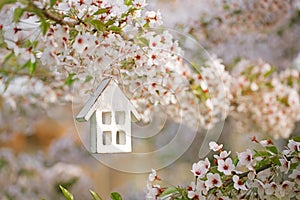 Little wooden house in Spring with blossom cherry