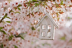 Little wooden house in Spring with blossom cherry