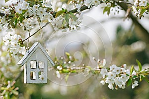 Little wooden house in Spring with blossom cherry