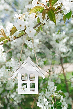 Little wooden house in Spring with blossom cherry flower sakura