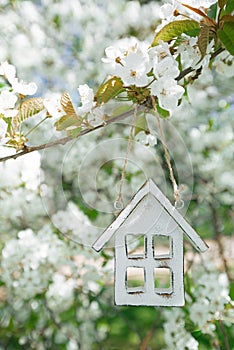 Little wooden house in Spring with blossom cherry flower sakura