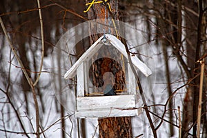 Little wooden pendant bird feeder suspended on a tree in forest, for small and migratory birds, for feeding in winter and spring