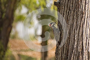 Little woodpecker in Buenos Aires park