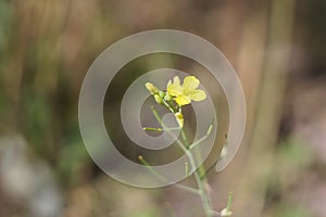 Little yellow arugula flower in the garden