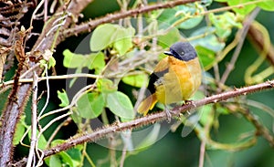 A little yellow bird in a green forest