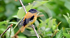 A little yellow bird in a green forest