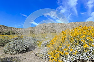 Little yellow Brittlebush blossom