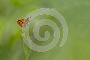 Little yellow butterfly