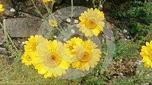 Little yellow butterscotch flower in south west germany