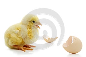 Little yellow chick with egg shell