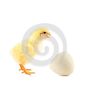 little yellow chick and egg shell isolated on white background.