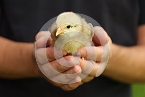 Little yellow chick in hands, rearing rural chicken