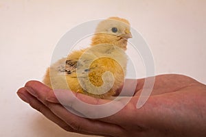 Little yellow chick in the palm of your hand