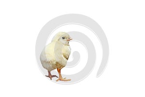 Little yellow chick standing on white background