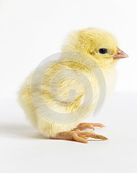 Little yellow chick