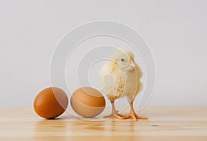 Little yellow chick and two Easter eggs on table