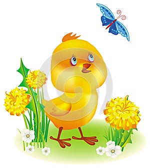 Little yellow chicken