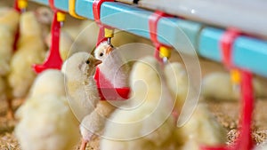 Little yellow chicken chicks in feeding water photo