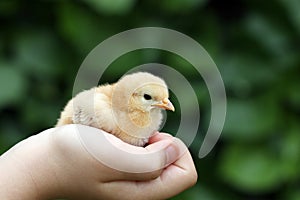 Little yellow chicken