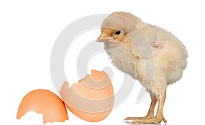 Little yellow chicken with a egg