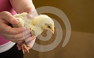 A little yellow chicken in the hands of a child. Animal care. Love and tenderness. A place for inscription