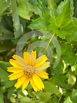 A little yellow Daisy - Una pequeÃÂ±a margarita amarilla photo