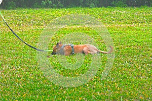 Little yellow dog eating leaves on the grass