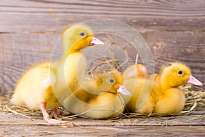 Little yellow duckling