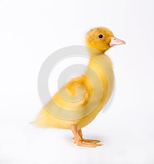 Little yellow duckling