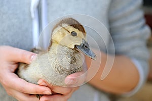 Little yellow duckling