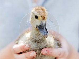 Little yellow duckling