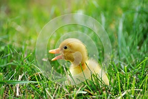 Little yellow duckling