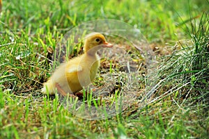 Little yellow duckling
