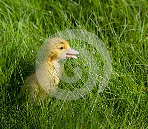 Little yellow duckling calling his mother