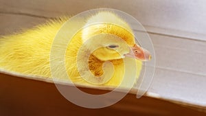 Little yellow duckling in a cardboard box in sunny weather